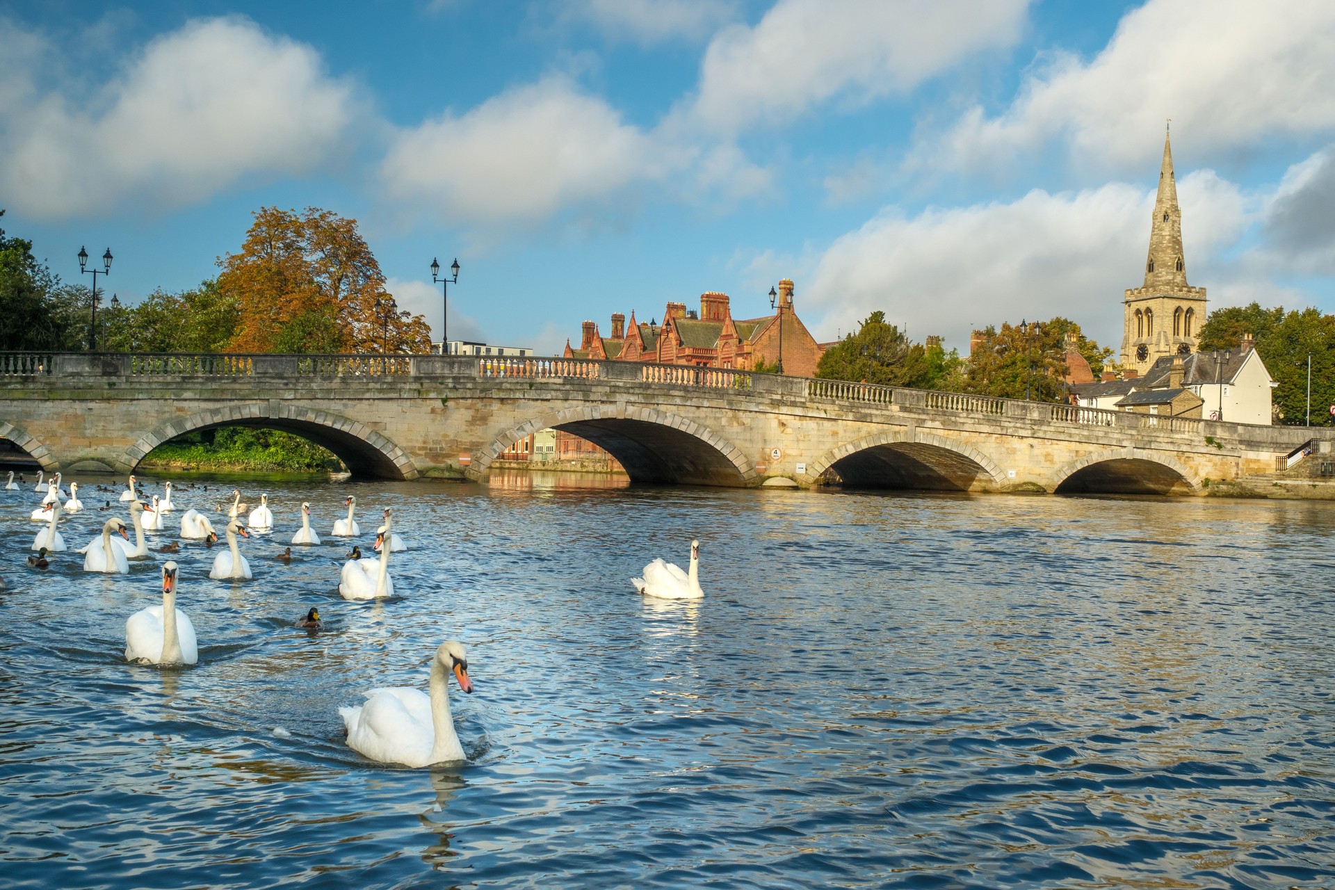 Swans on River Great Ouse in Bedford